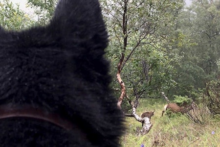 ROLIG OG BEHERSKET: En grunnleggende forutsetning for å lykkes, er at hunden lærer at den også må ta det med ro og ikke bli for ivrig og jaktgal.