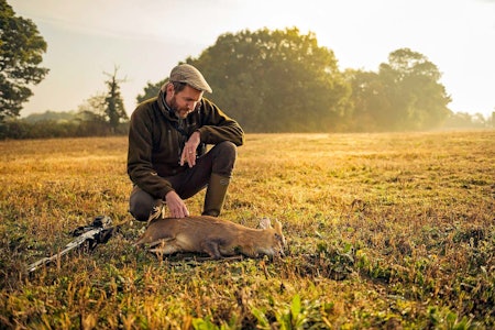 Muntjak er et spesielt hjortevilt. Lite, og smart, med et helt spesielt trofé. Foto: Hans Berggren. Jakt på muntjak i England. Foto: Hans Berggren