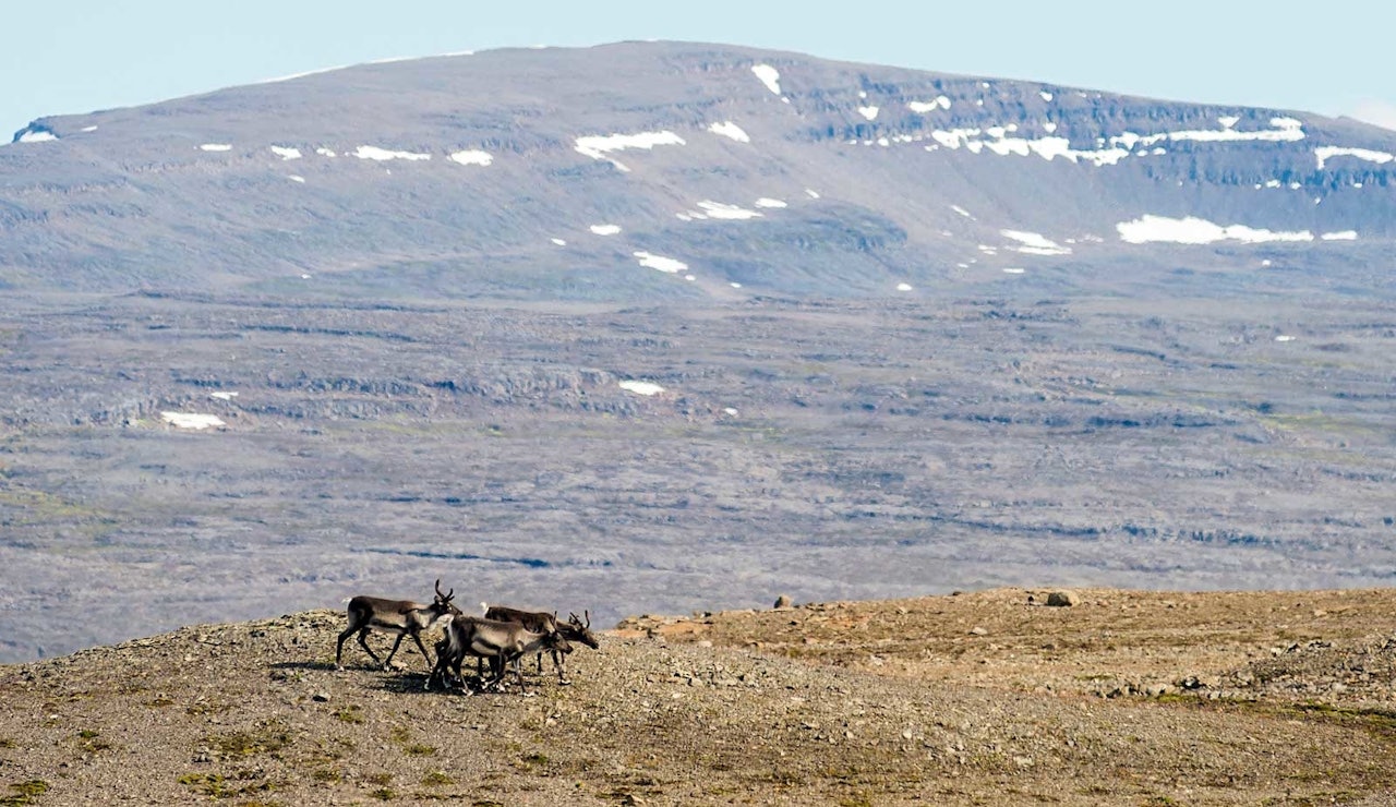 NORSKE UTVANDRERE: Villreinen som finnes på østre deler av høylandet kom til Island fra Norge for omtrent 250 år siden. Jeg fikk være med som «flue på sekken» da to islandske kompiser skulle jakte villrein for første gang. Det var lettere enn jeg trodde å finne reinen i dette enorme området. Island, villreinjakt, jaktreise
