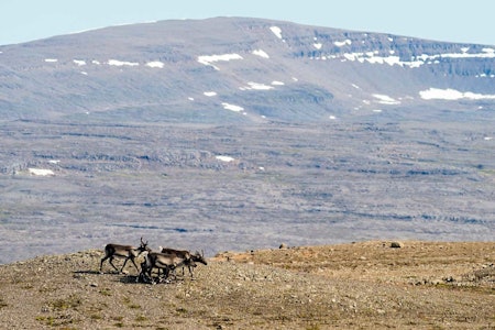 NORSKE UTVANDRERE: Villreinen som finnes på østre deler av høylandet kom til Island fra Norge for omtrent 250 år siden. Jeg fikk være med som «flue på sekken» da to islandske kompiser skulle jakte villrein for første gang. Det var lettere enn jeg trodde å finne reinen i dette enorme området. Island, villreinjakt, jaktreise