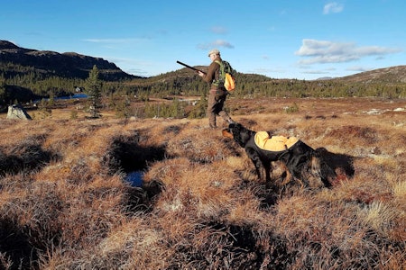 SITRENDE STAND: Hund og jeger i salig samhørighet over trykkende fjellfugl.