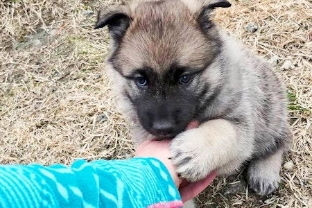 Valp av jakthund og avl: Avlsindeks gir deg ikke hjelp til å velge hvilken valp i kullet du skal ta, men iallfall hvilket kull du bør velge fra. Valp av Norsk elghund grå til elgjakt