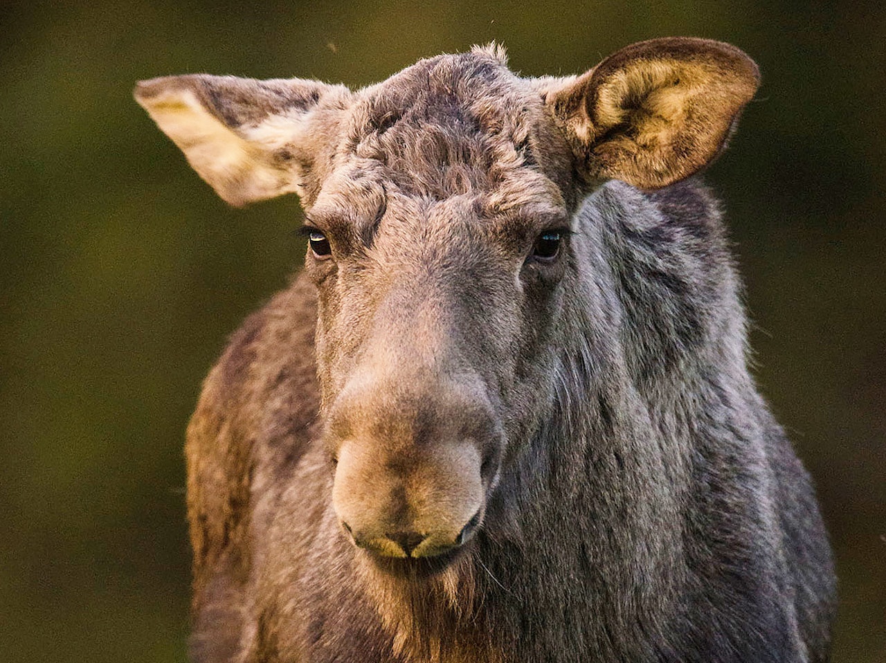 SYK: En elgku som ble avliva i Notodden har fått påvist atypisk skrantesyke. SYK: En elgku som ble avliva i Notodden har fått påvist atypisk skrantesyke.