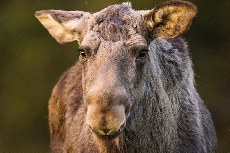 SYK: En elgku som ble avliva i Notodden har fått påvist atypisk skrantesyke. SYK: En elgku som ble avliva i Notodden har fått påvist atypisk skrantesyke.