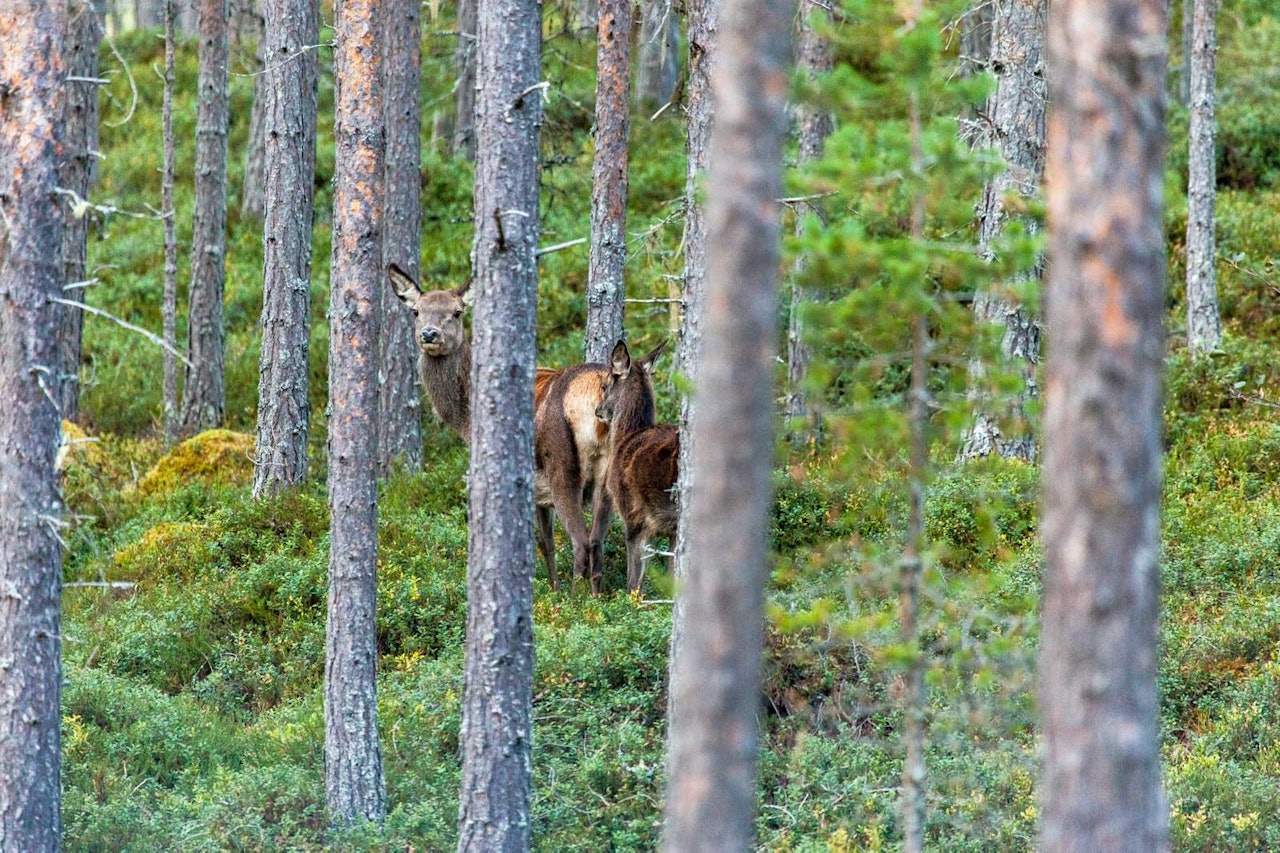 Venter vekst: Norske hjorteforskere tror vi fortsatt vil få økt fellingstall for hjort… Venter vekst: Norske hjorteforskere tror vi fortsatt vil få økt fellingstall for hjort…