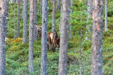 Venter vekst: Norske hjorteforskere tror vi fortsatt vil få økt fellingstall for hjort…