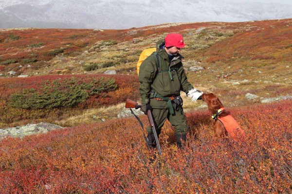 Husk hunden: Når du leier jaktterreng, bør spørsmål knyttet til bruk av hund avklares i leieavtalen. leie jaktterreng, rypejakt, jegerjuss