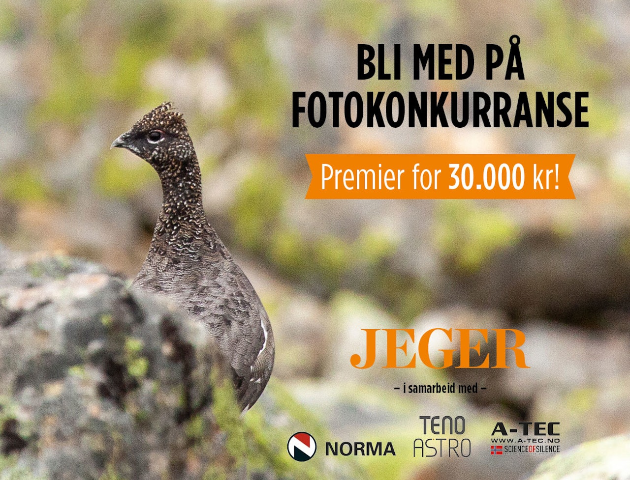 Nå er det avstemming i siste kvalifiseringsrunde før finalen i JEGERs store fotokonkurranse, der du kan vinne ei Bergara-rifle. (Ill.foto: Åsgeir Størdal) jeger fotokonkurranse jaktbildeer bergara rifle fjellrype foto åsgeir størdal