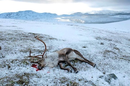 Skrantesyke er nå påvist i ny kanadisk provins. Fra den statlige nedskytingen i Nordfjella Sone 1 (Foto: SNO) skrantesyke cwd statlig nedskyting nordfjella sno