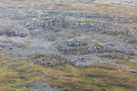 Funn av mulige CWD-prioner i en jordprøve påvirker ikke statens beslutninger i kampen mot skrantesyke, varsler Mattilsynet og Miljødirektoratet. (Ill.foto: Åsgeir Størdal) CWD prioner jordprøve skrantesyke Mattilsynet Miljødirektoratet foto: Åsgeir Størdal