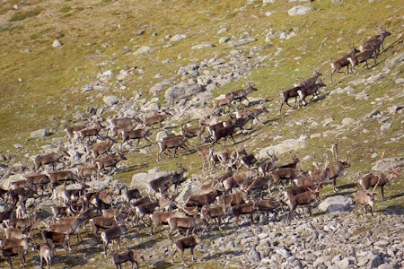 Funn av CWD-prioner i en jordprøve fra Nordfjella Sone 2 (Hallingskarvet-området) vekker bekymring hos skrantesyke-forskerne. (Ill.foto: Åsgeir Størdal) CWD prioner jordprøve Nordfjella Sone 2 Hallingskarvet villrein foto Åsgeir Størdal