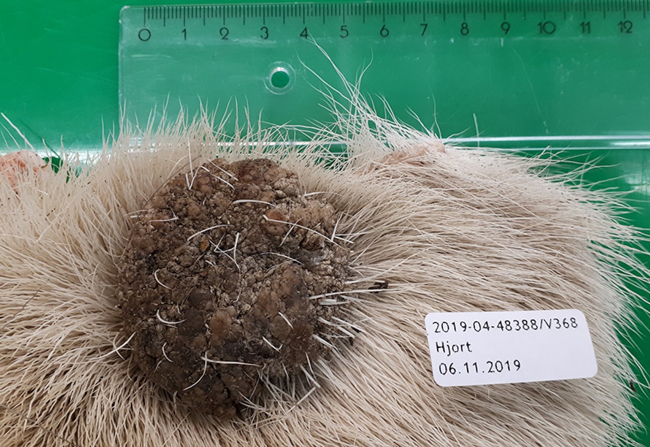 Hudvorter hos hjort er lite delikat, men i utgangspunktet både ufarlig og ikke smittsomt. Nå vil Veterinærinstituttet og ViltHOP kartlegge forekomsten. Foto: Jon Hagelin/ Veterinærinstituttet Hudvorter hjort Veterinærinstituttet ViltHOP