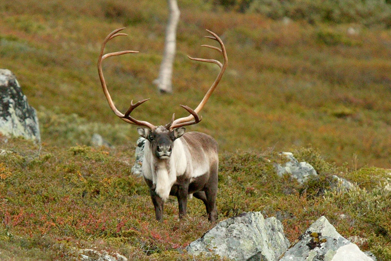 Omlag 1400 villrein er felt på Hardangervidda, uten at det er påvist noe mer skrantesyke. Ill.foto: Åsgeir Størdal villrein reinsbukk reinsdyr foto Åsgeir Størdal