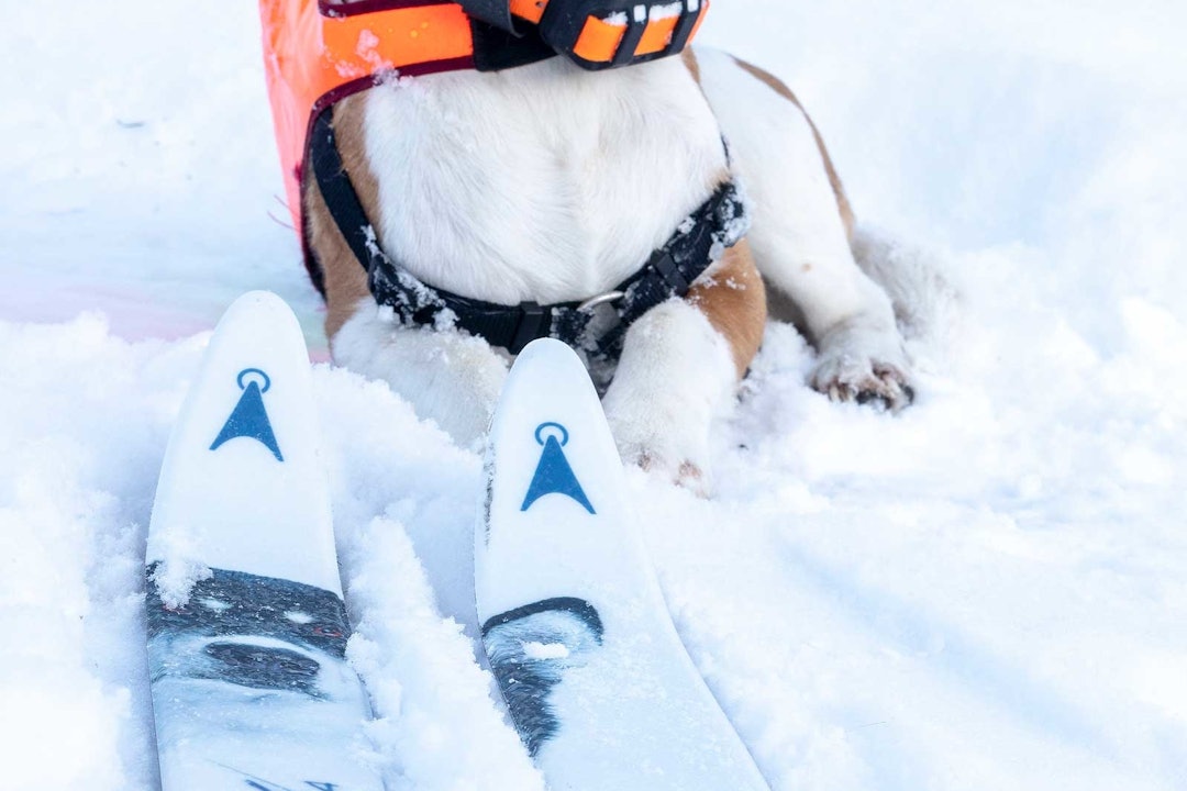 Hund og Åsnes Finnmark 54 hundeførerski til test i snøen