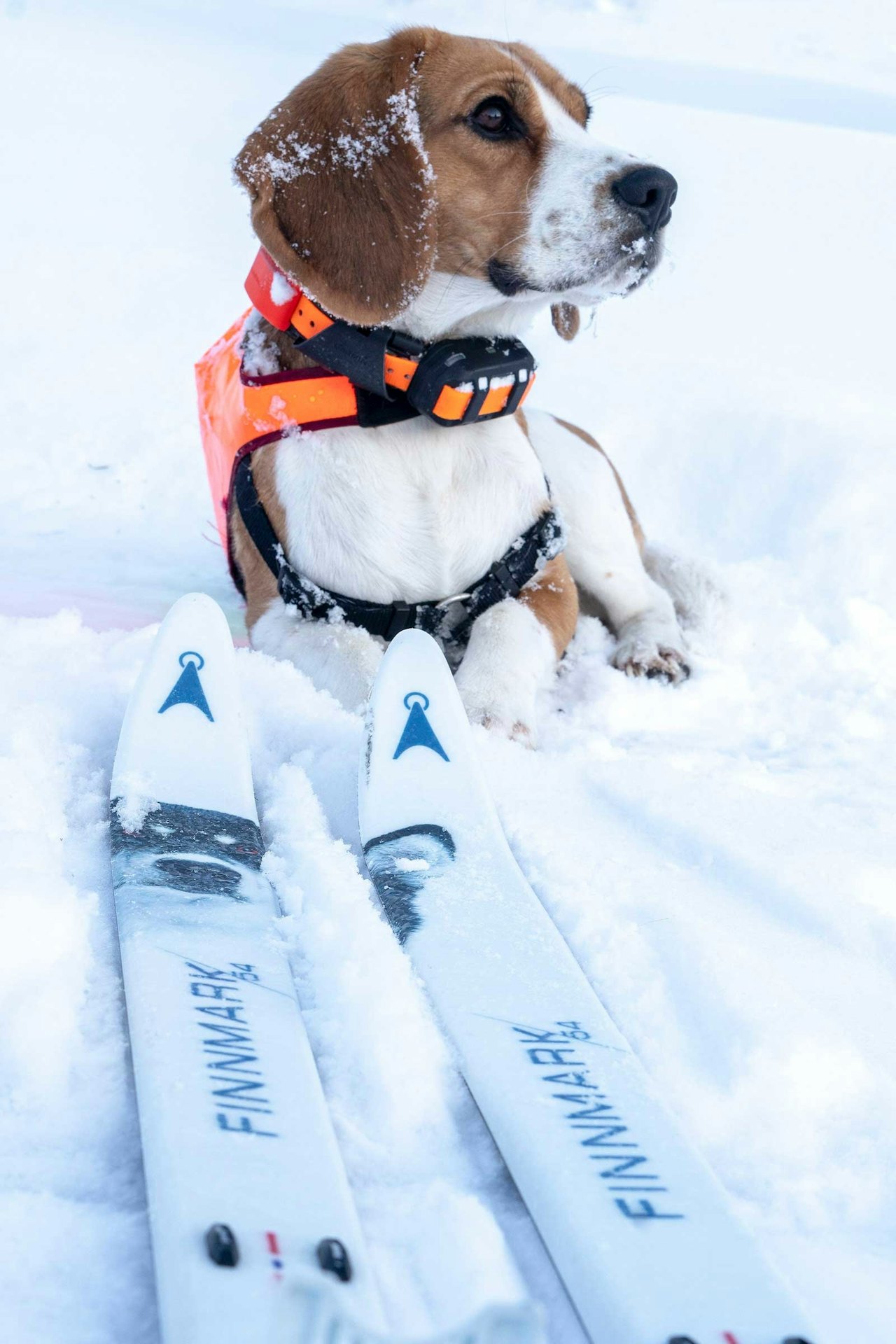 ÅSNES FINNMARK HUNDEFØRERSKI: Åsnes Finnmark 54 gir hundeførerne et godt alternativ for flatt terreng eller skarpere føre og lange turer. Hund og Åsnes Finnmark 54 hundeførerski til test i snøen