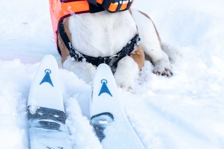 Hund og Åsnes Finnmark 54 hundeførerski til test i snøen