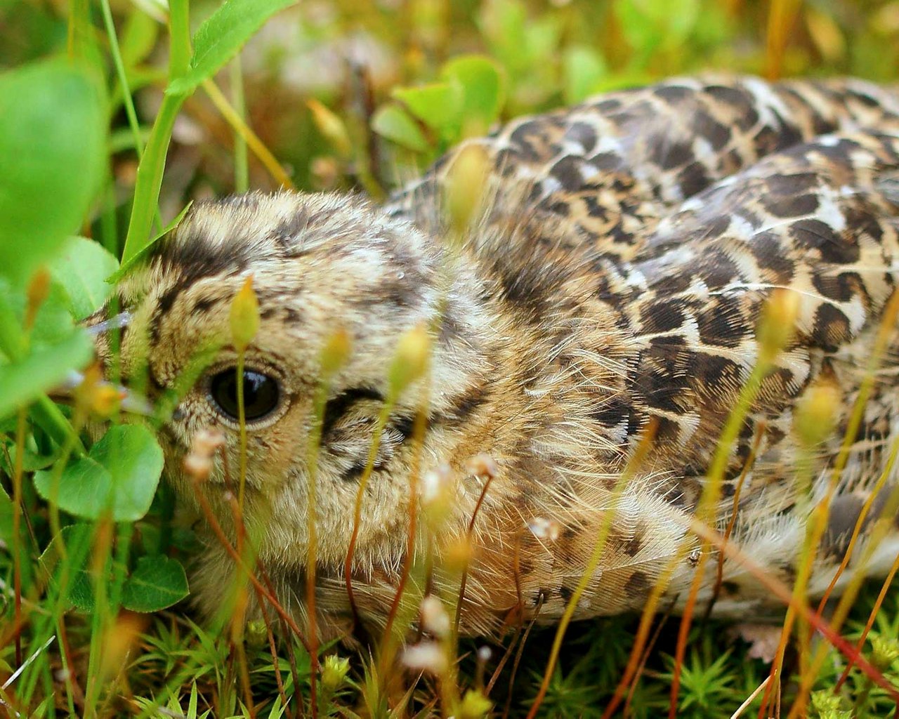 Trang start: Skogsfugl- og rypekyllinger fikk en mager start på livet i år, med kuldeperioden akkurat etter klekkinga. Trang start: Skogsfugl- og rypekyllinger fikk en mager start på livet i år, med kuldeperioden akkurat etter klekkinga.