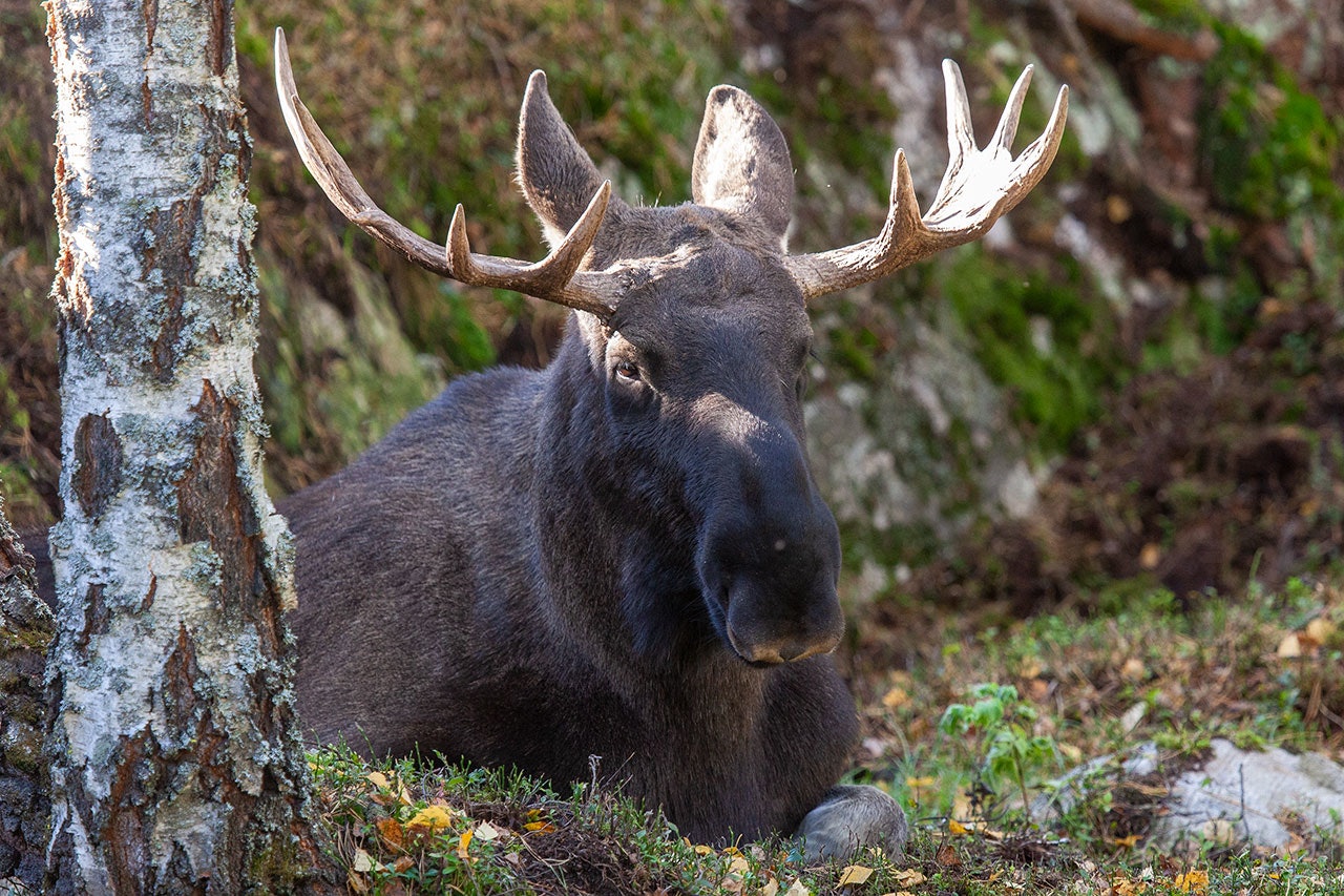 Nå kan valdansvarlige levere elektronisk fellingsrapport i Hjorteviltregisteret. elektronisk fellingsrapport, viltforvaltning
