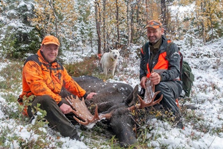 Forbrødring på fallet: Først var det Hans (til høyre) som løsnet skudd mot storoksen, men det var Lars Gunnar som fikk 18-taggeren i bakken. Forbrødring på fallet: Først var det Hans (til høyre) som løsnet skudd mot storoksen, men det var Lars Gunnar som fikk 18-taggeren i bakken.