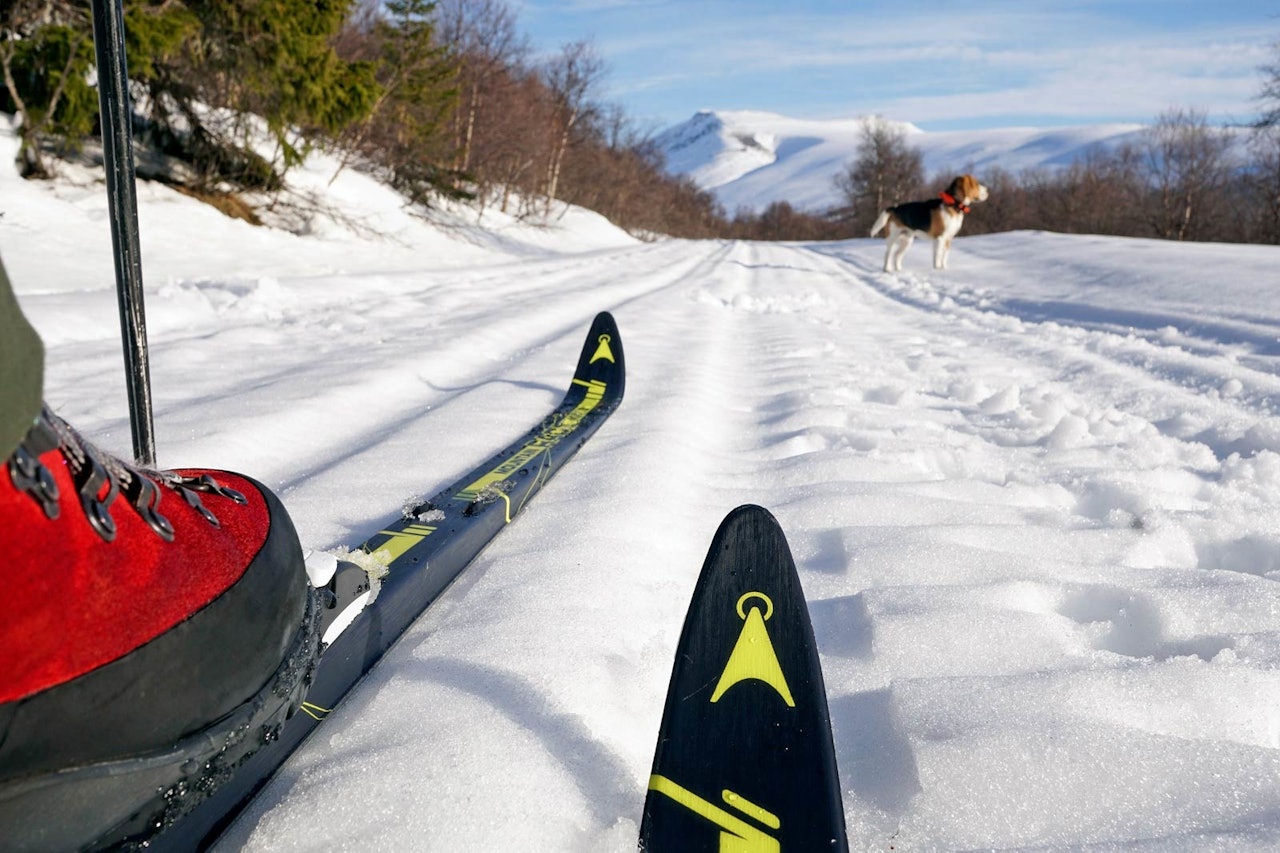 Åsnes Mountain Race 48 Skin fjellski i skiløype til test med hund