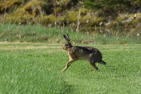 Sørhare/ felthare i Frankrike har blitt jevnlig smitta av kaningulsott etter at RHDV2-viruset ble påvist. I tillegg til sørharen (bilde) kan også vanlig hare (skogshare/ fjellhare) bli smitta. (Ill.foto: Ole-Håkon Heier)  sørhare felthare kaningulsott foto Ole-Håkon Heier