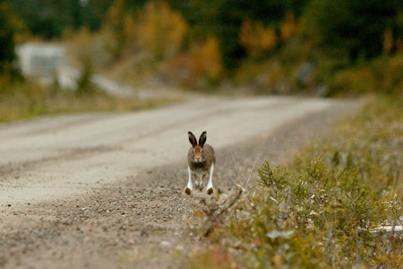 Kaningulsott RHDV-2 villkanin hare harepest tularemi foto Åsgeir Størdal