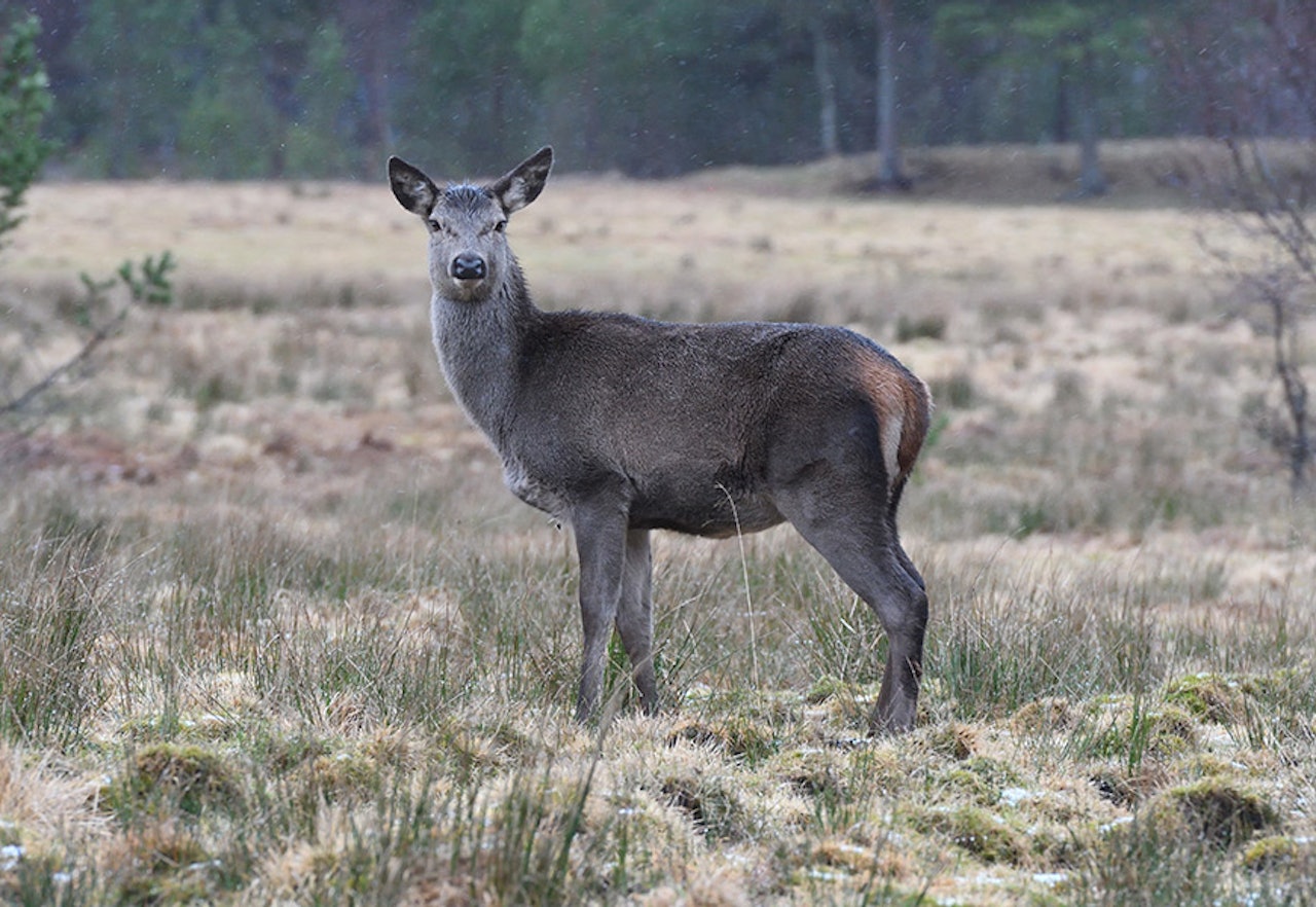 Det er mistanke om skrantesjuke hos en hjort felt under jakt i Etne i Vestland fylke. Arkivfoto: Svein-Håkon Lorentsen, NINA norsk hjort etne