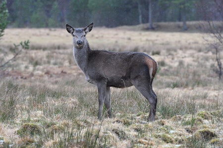 Det er mistanke om skrantesjuke hos en hjort felt under jakt i Etne i Vestland fylke. Arkivfoto: Svein-Håkon Lorentsen, NINA norsk hjort etne