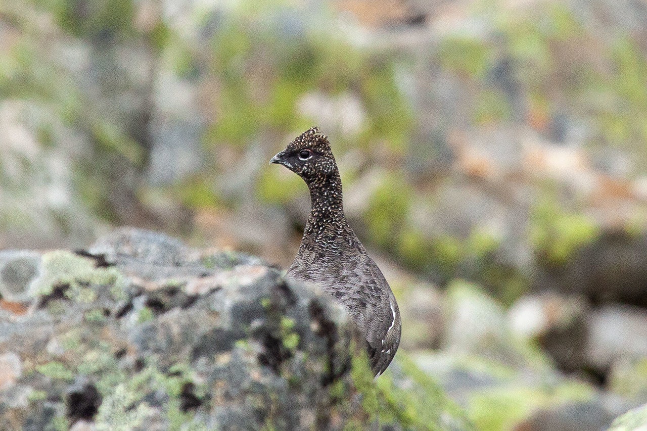 Både rypene og et knippe jegere ser ut til å være høstens vinnere. (Ill.foto: Åsgeir Størdal) fjellrype rypejakt foto Åsgeir Størdal