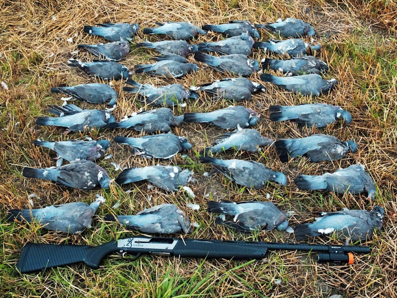 slakting av fugl, skjære ut brystfilet, behandle skutt fugl, viltbehandling