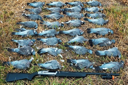 slakting av fugl, skjære ut brystfilet, behandle skutt fugl, viltbehandling