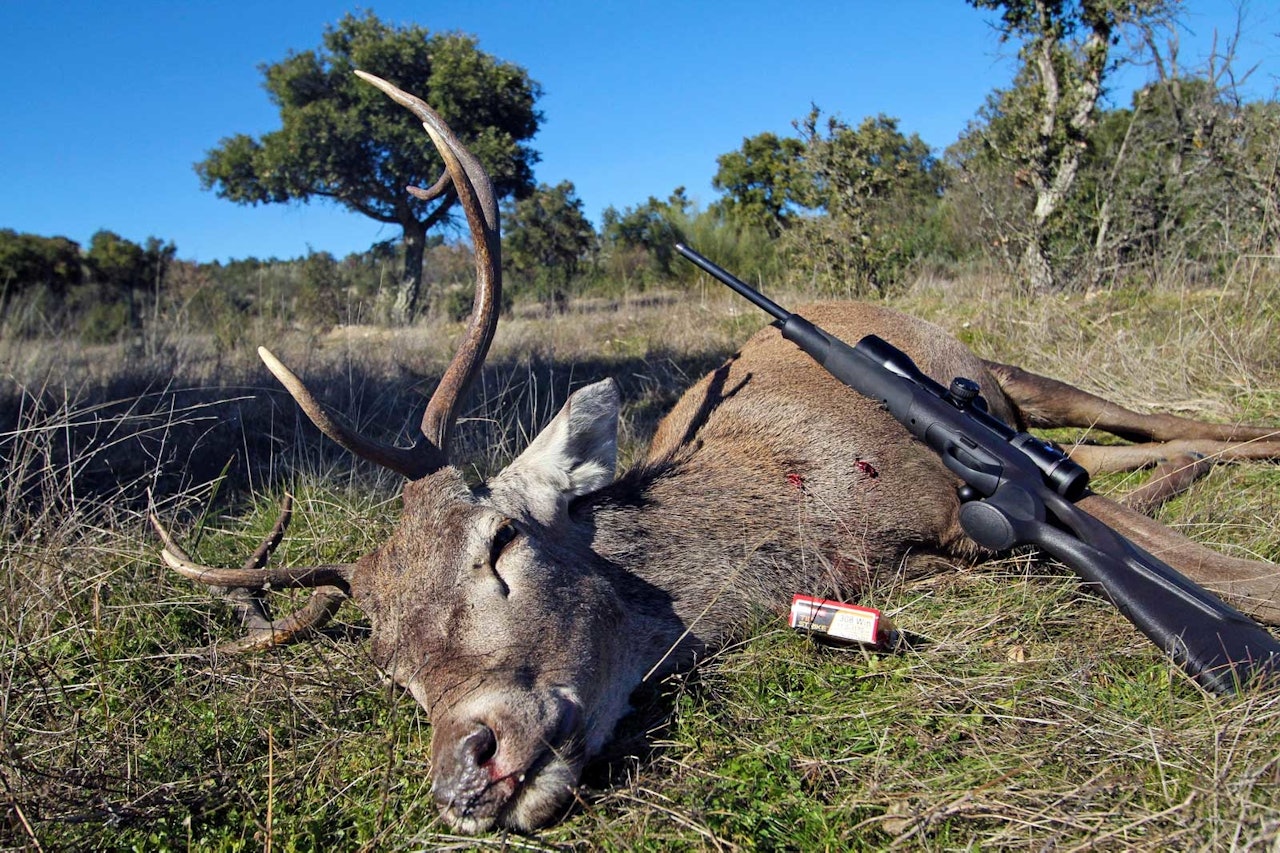 Rask bukk: 8-takkeren måtte gi seg for Blaser R8, Zeiss V8, Tipstrike og Viper Flex. Monteria, drivjakt, jaktreise Spania, jaktreise Portugal.