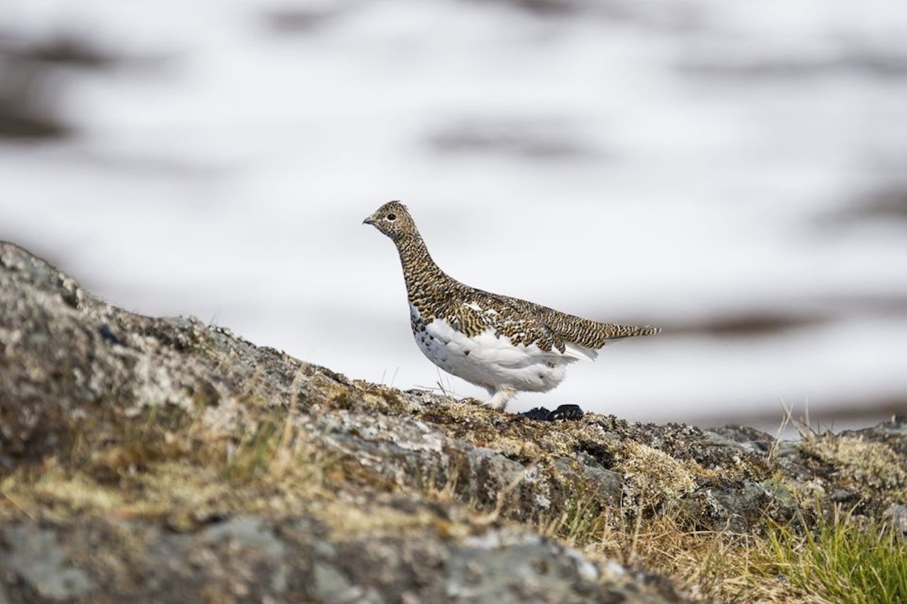 Lirype og fjellrype i Norge har et av verdens beste forvaltningsregimer. Foto: Steinar Johansen Fjellrype rype rypeforvaltning statskog njff Foto: Steinar Johansen