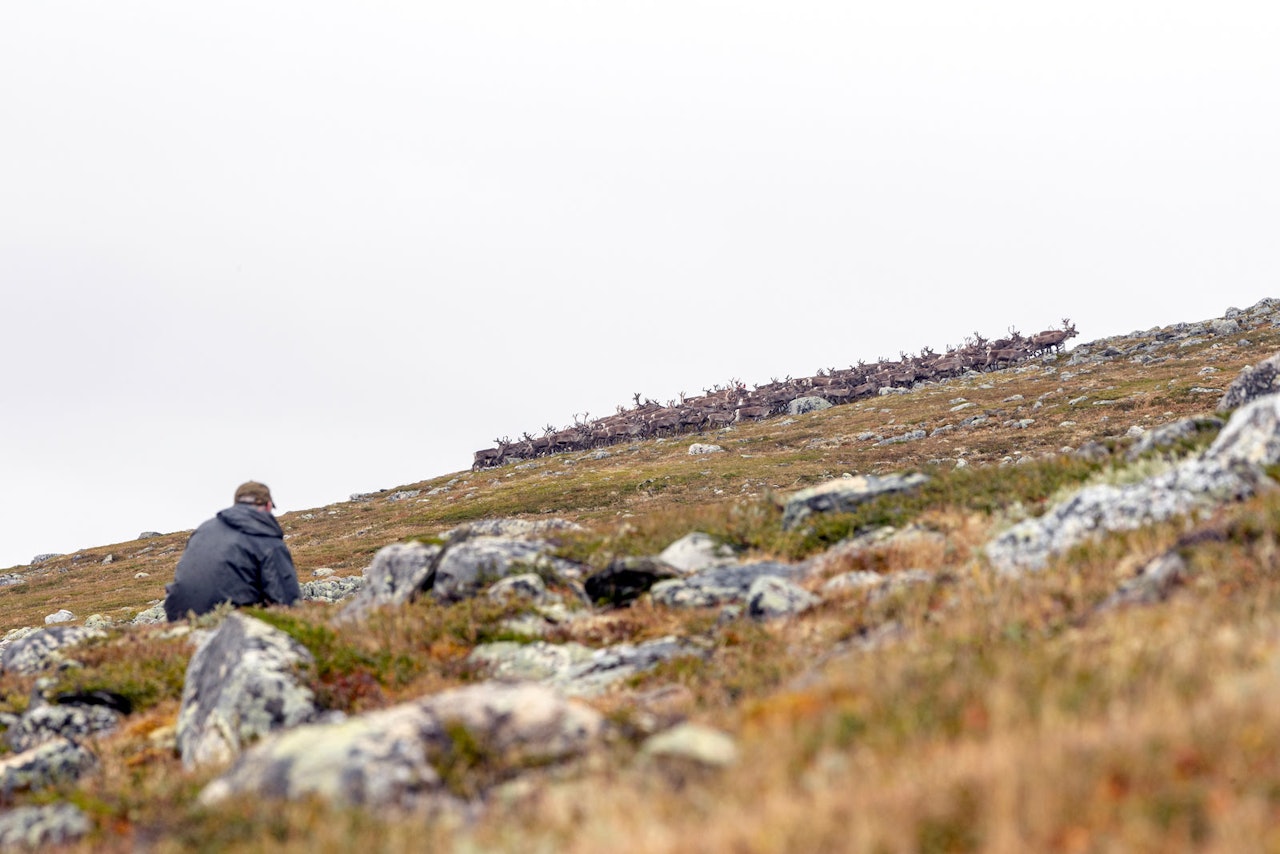 villreinjakt, reinsdyr, snøhetta