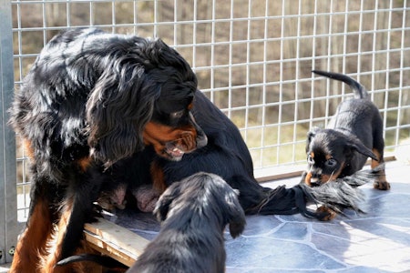 NÅ ROER VI OSS HER: Det er viktig at tispa får oppdra valpene fram til de er fylt 8 uker. Valper, jakthund, valpekull, valpeskole