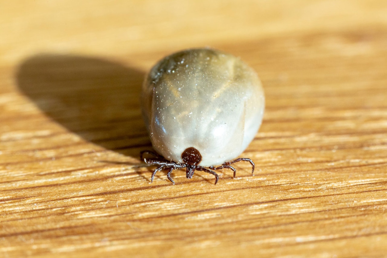 Ikke bare flått: Svensk forskning viser at klauvvilt som elg, hjort, rådyr, dåhjort og villsvin har svært ulike mengder flått, og at det også varierer hva slags smittsomme sykdommer de er bærere av. (Foto: Åsgeir Størdal) Flått ferdigsugd og full av blod og borrelia-bakterier