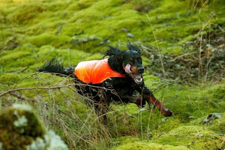 Det blir likevel lov å sette ut fasan og rapphøns til bruk på lavlandsprøver og trening av fuglehund. I alle fall i inneværende år. fasan, rapphøns, lavlandsprøver,