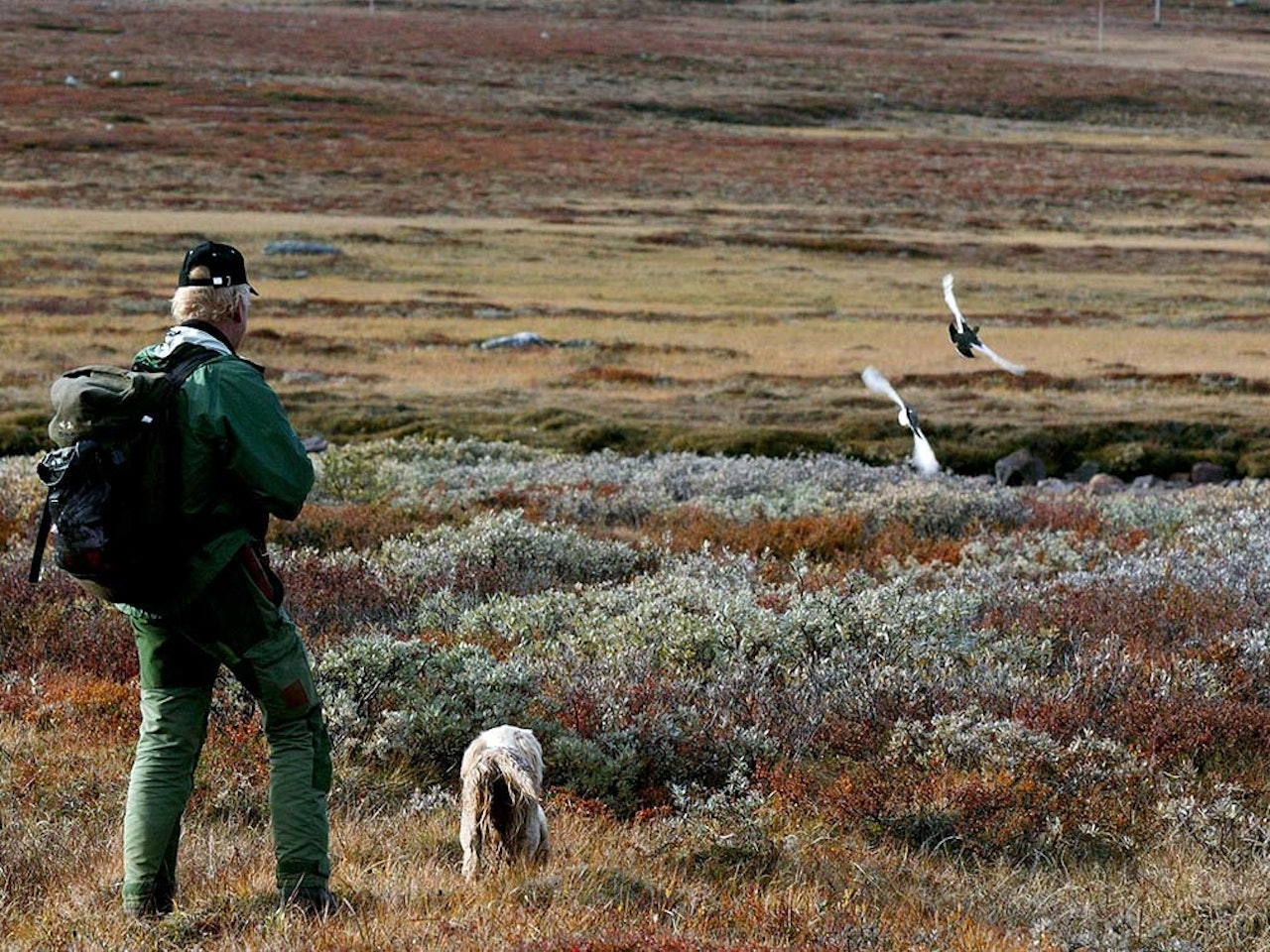 Finnmarkseiendommen har kommet med sin rypetaksering for 2021. rypetaksering Fefo, rypetaksering Finnmarkseiendommen, rypejakt Finnmark, rypejakt 2021