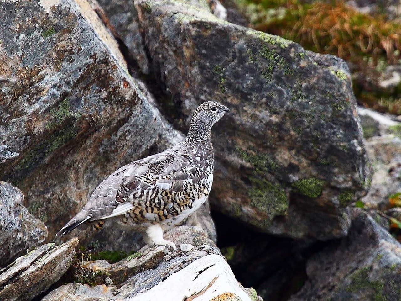 Rypetakseringen hos Statskog er klar. Rypetaksering Statskog, rypejakt hos Statskog, rypejakt 2021