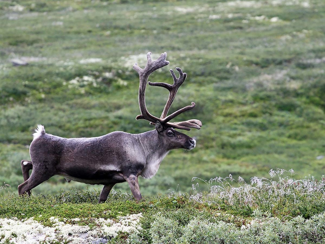 Miljødirektoratet foreslår å utvide jakttida for villrein på Hardangervidda. Villrein og reinsbukk med bastkledte horn