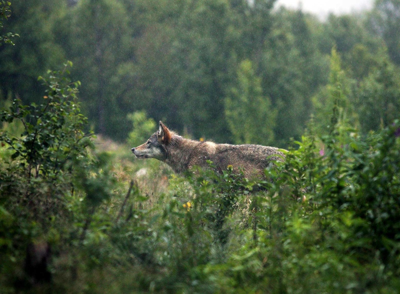 Ulv fotografert gjennom kratt og undervegetasjon, kontrollerte forhold