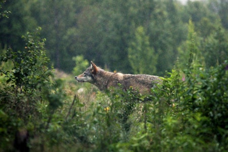 Ulvebestanden, bestandsmål, ulvejakt