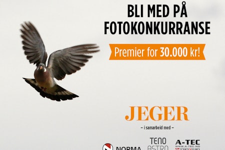 JEGERs fotokonkurranse 2021 jaktbilde ringdue duejakt Foto Åsgeir Størdal