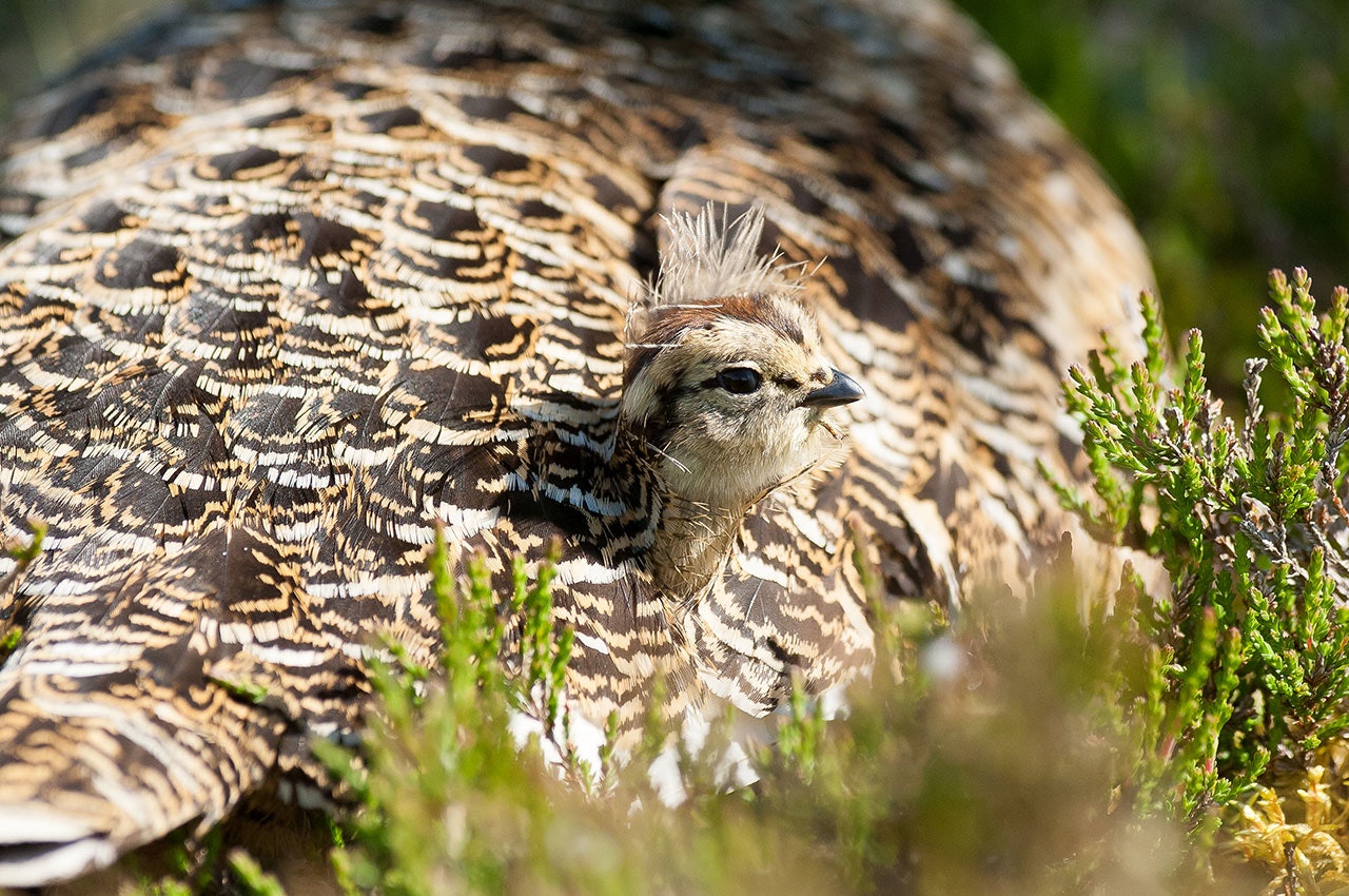 De første prediksjonene for høstens rypebestand har kommet for Finnmark. (Arkivfoto: Terje Kolaas) Lirypekylling kikker ut av fjærdrakten til rypemor