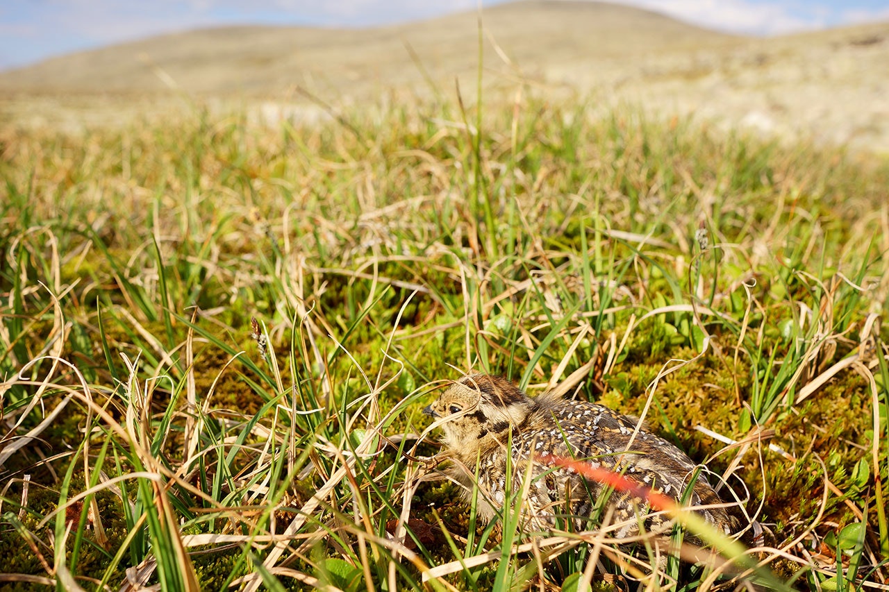 Resultatene fra rypetaksering i 2021 på svensk side kan tyde på et godt over middels rypeår. (Ill.foto: Åsgeir Størdal) rypetaksering 2021 rypejakt rype taksering Sverige takseringsresultat