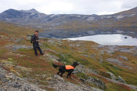 KLAR FOR OPPFLUKT: Hulter til bulter langs vannet bor det fjellryper og liryper. Mange nøler med å ta hunden til slikt terreng, men Rune tilhører den andre leiren: Han mener spak fjellrype er perfekt provokasjon og dermed ideell hundetrening. KLAR FOR OPPFLUKT: Hulter til bulter langs vannet bor det fjellryper og liryper. Mange nøler med å ta hunden til slikt terreng, men Rune tilhører den andre leiren: Han mener spak fjellrype er perfekt provokasjon og dermed ideell hundetrening.
