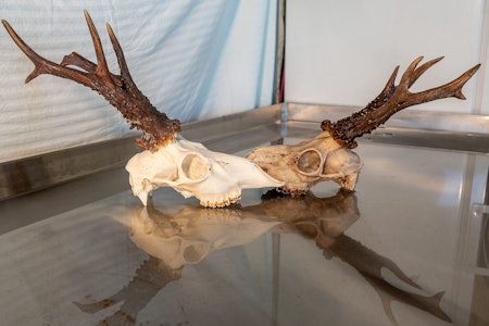 Bukkejeger Kristoffer Gill viser hvordan du får et pent trofe ut av råbukk-gevir etter vellykka jakt. Foto: Åsgeir Størdal rådyr trofe råbukk gevir jakt trofebehandling Foto: Åsgeir Størdal