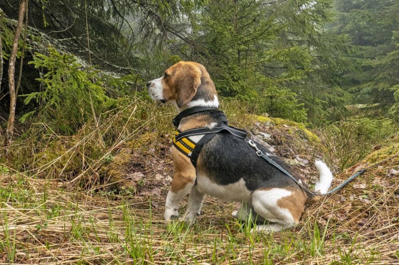 Sitter godt: Gaupas hundesele sitter godt når du finner riktig størrelse. Test av Gaupa hundesele