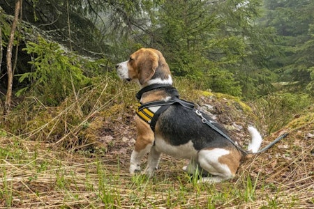Sitter godt: Gaupas hundesele sitter godt når du finner riktig størrelse. Test av Gaupa hundesele