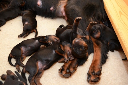 Sovesal 1: Valper trenger mye søvn og kan sovne i de mest utrolige stillinger. valper, hundevalper, ny hund, leveringsklare valper